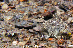 Interspecies hide-and-seek.  Nobody will find me a gaping... by Kevin Bryant 